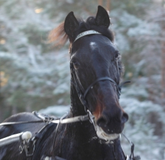 Orecchietti 160204-11